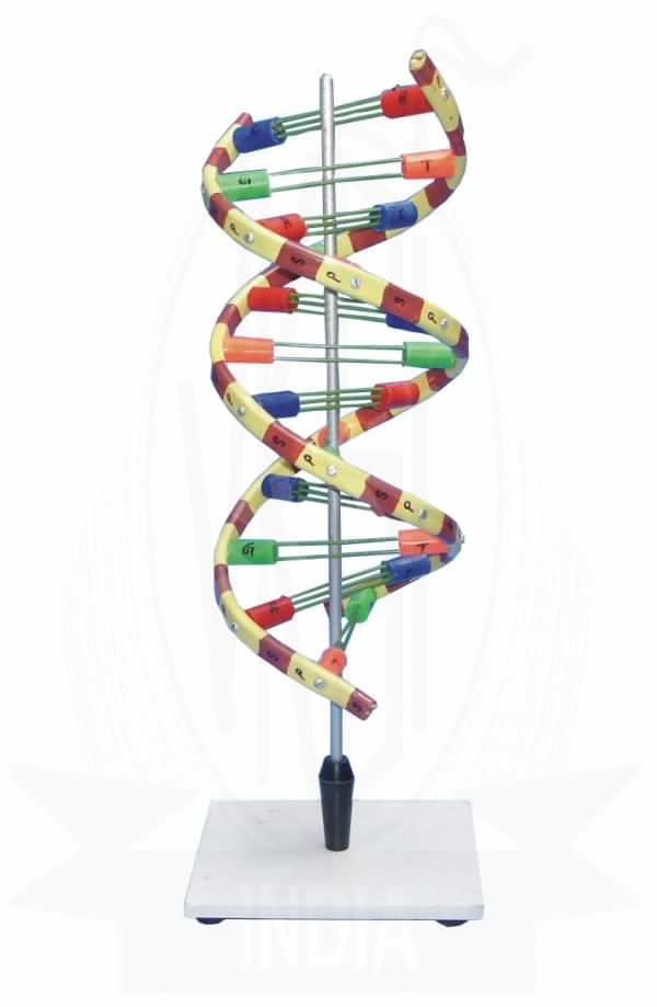 Model of Human DNA