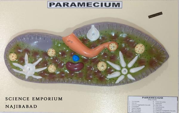 Model of Paramecium