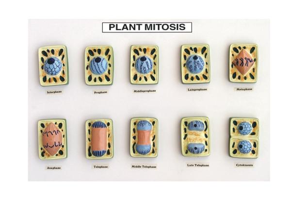 MODEL OF PLANT MITOSIS