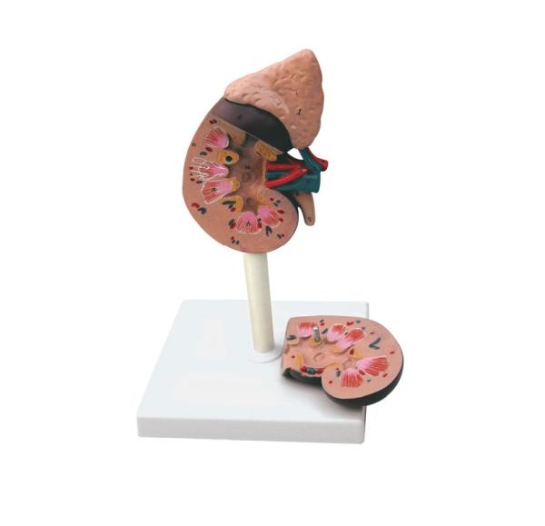 Model of Human Kidney