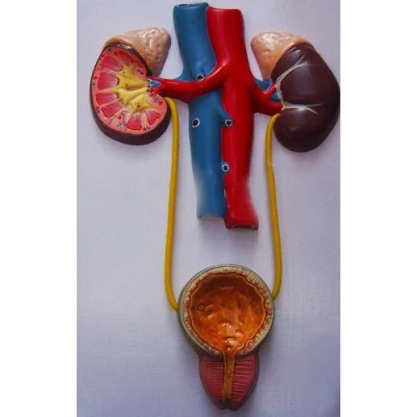 Model of Human Urinary System